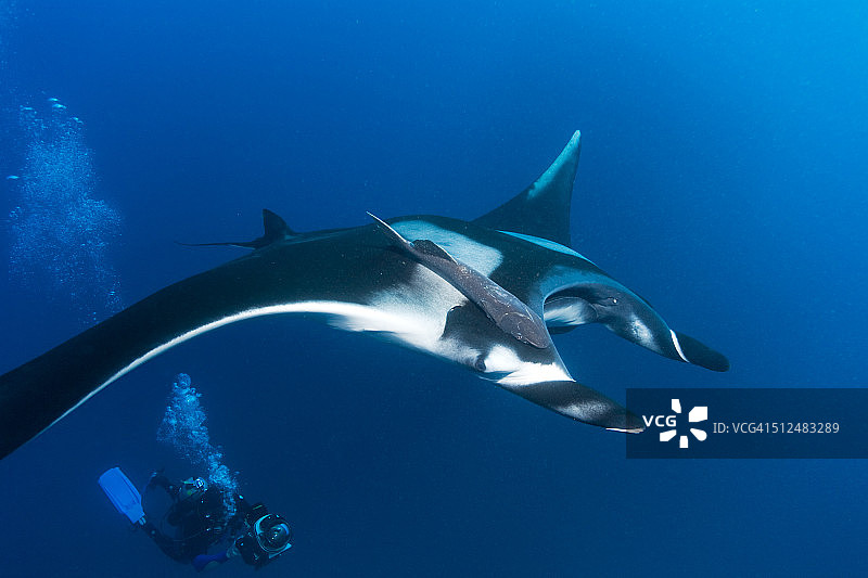 蝠鲼与摄像师图片素材