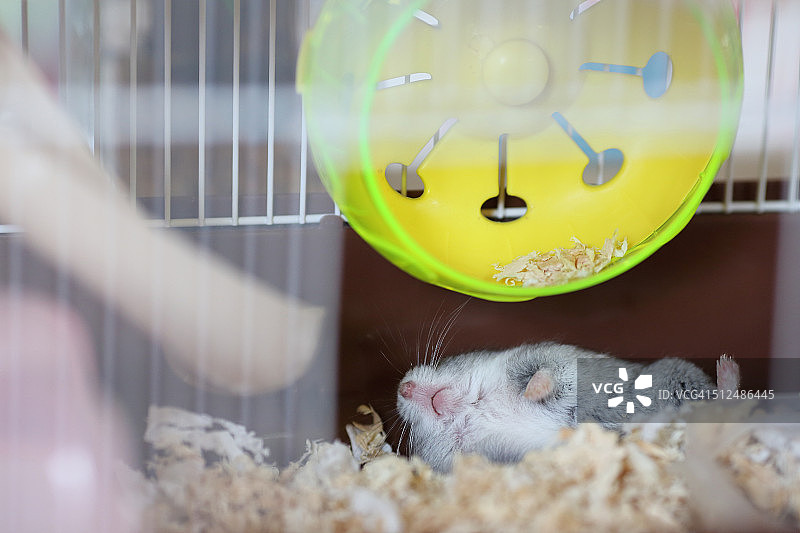 顽皮的仓鼠图片素材