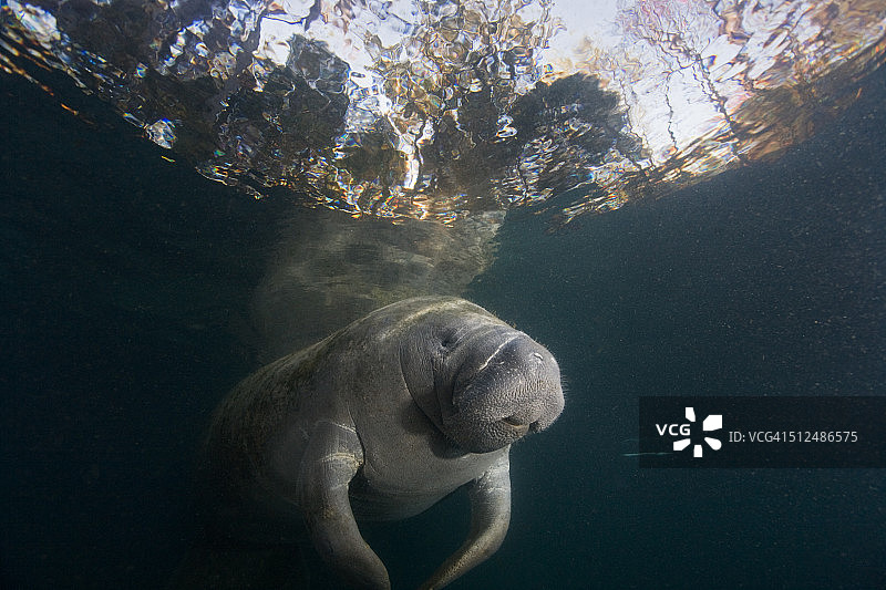 春天里的海牛图片素材