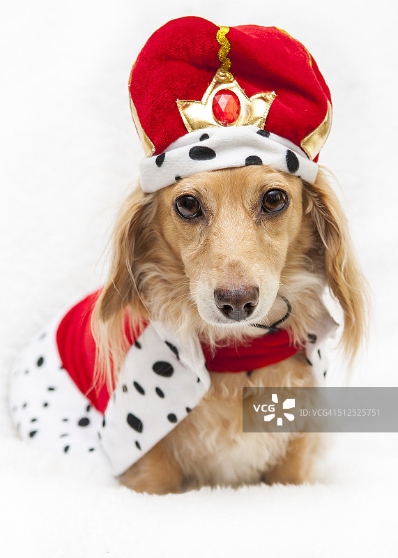 女王或国王犬图片素材