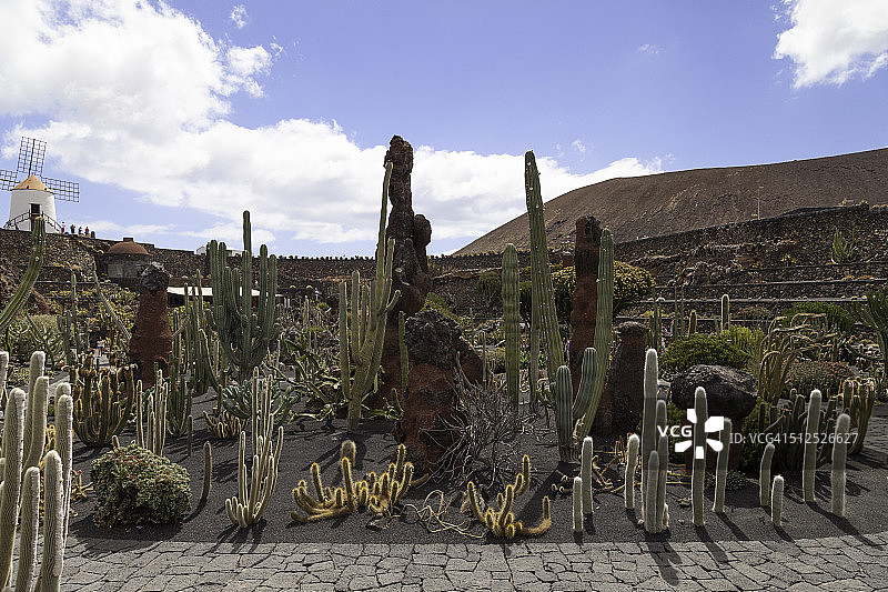 仙人掌和磨坊图片素材