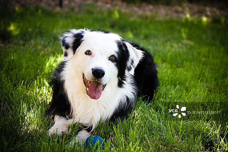 草地上的狗狗和蓝色球图片素材