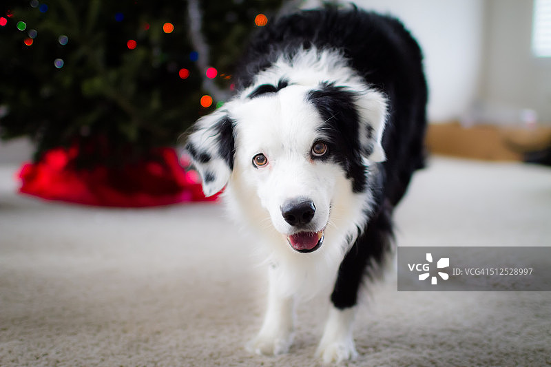 圣诞树前的狗图片素材