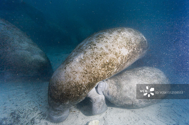 海牛宝宝哺乳图片素材