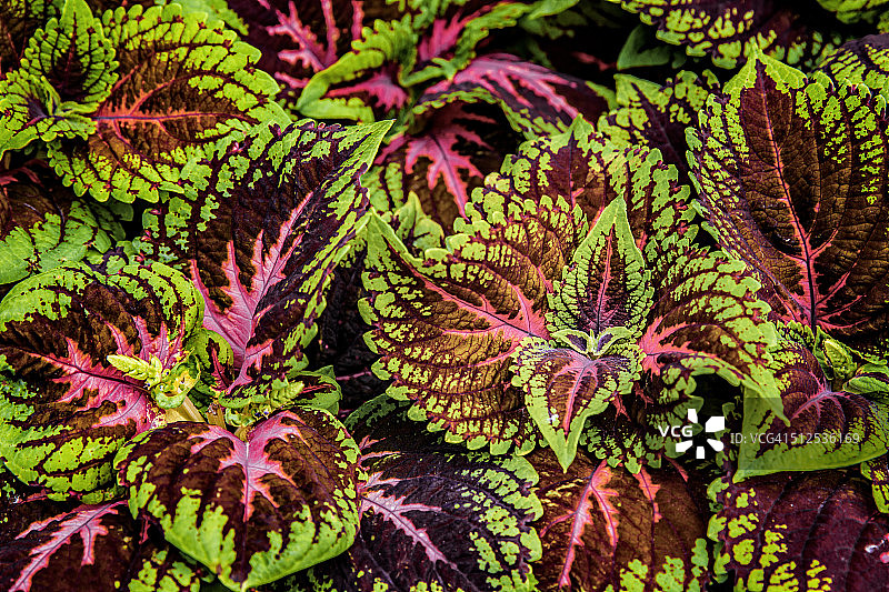 杂色叶子图片素材