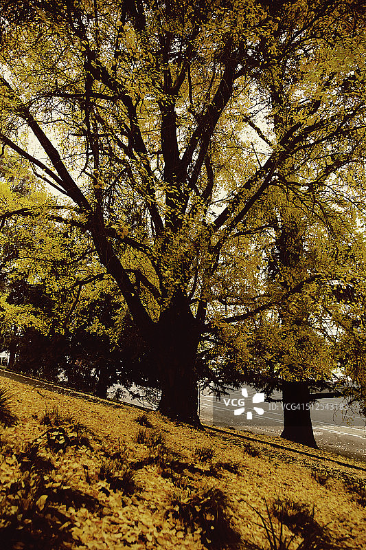 秋天的银杏图片素材