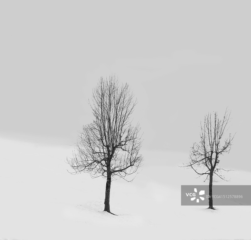 雪地里的两棵落叶树图片素材