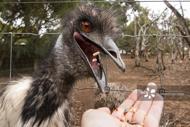 饥饿的鸸鹋图片素材