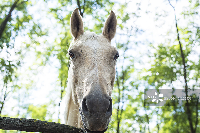 白马头部，背景为森林图片素材
