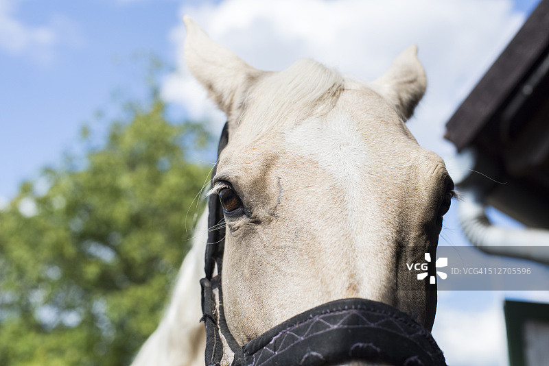 对着多云天空看镜头的白色马头部图片素材