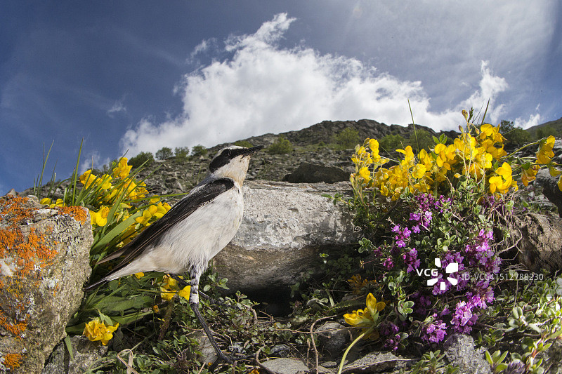 白顶鹟图片素材