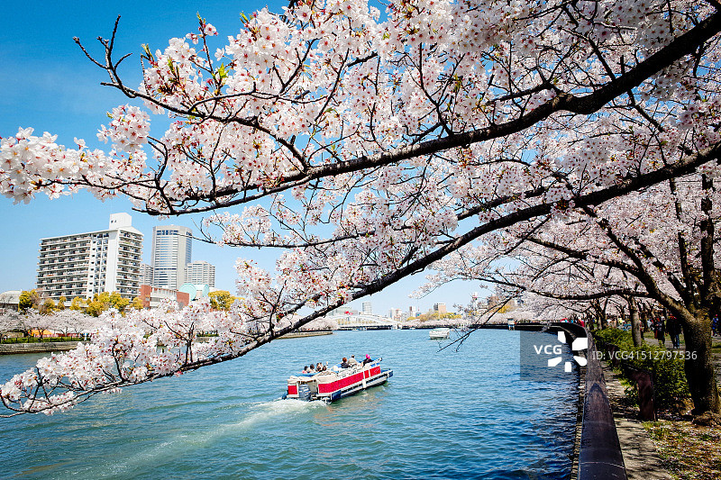 大阪毛马樱之宫公园的樱花图片素材