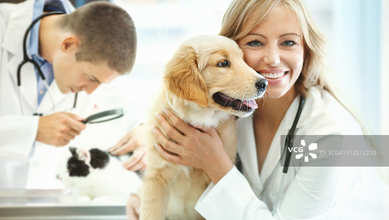 兽医诊所图片素材