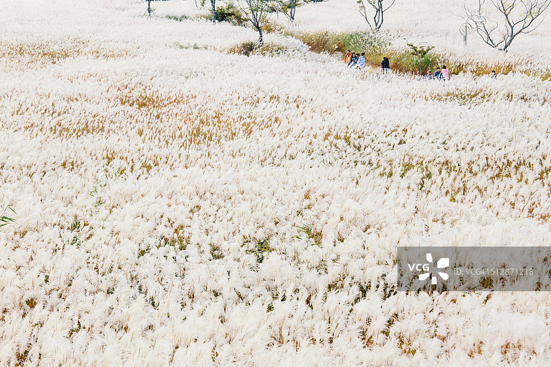秋天的银色草地图片素材