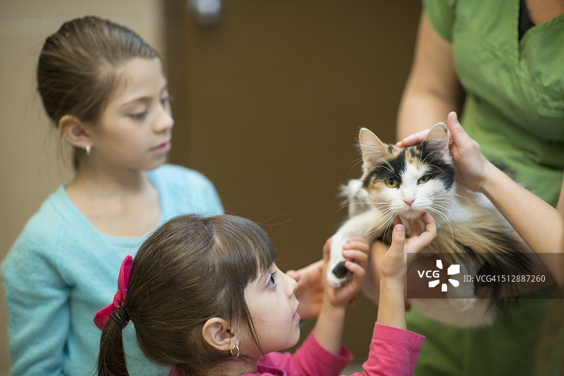 领养猫咪图片素材