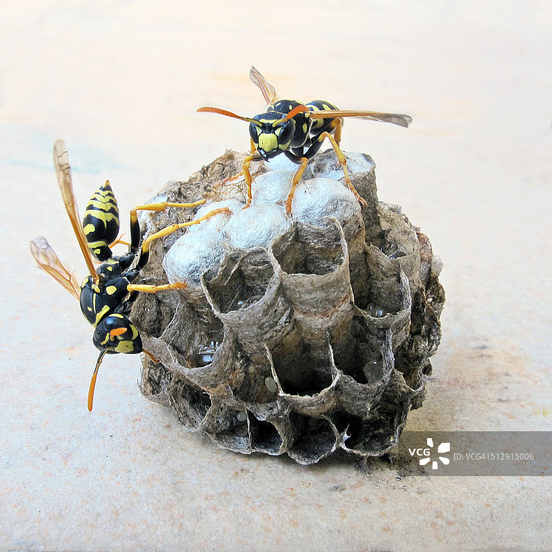 巢中的欧洲纸胡蜂图片素材