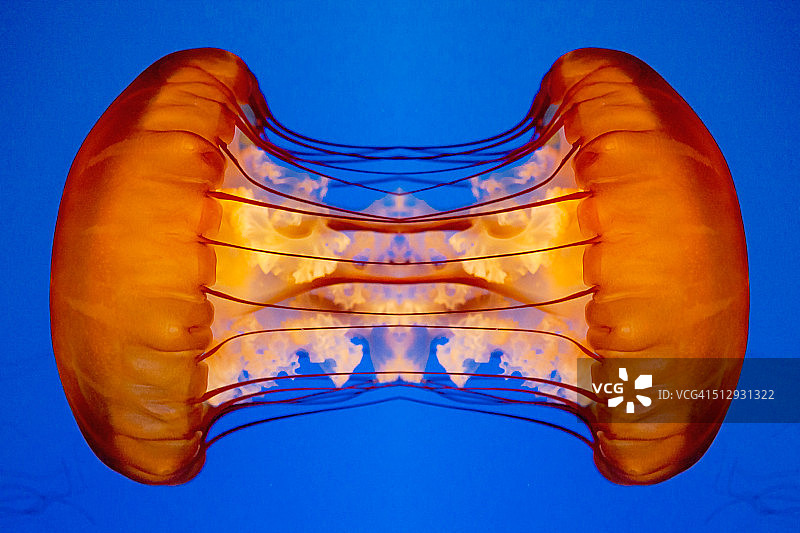 连接水母图片素材