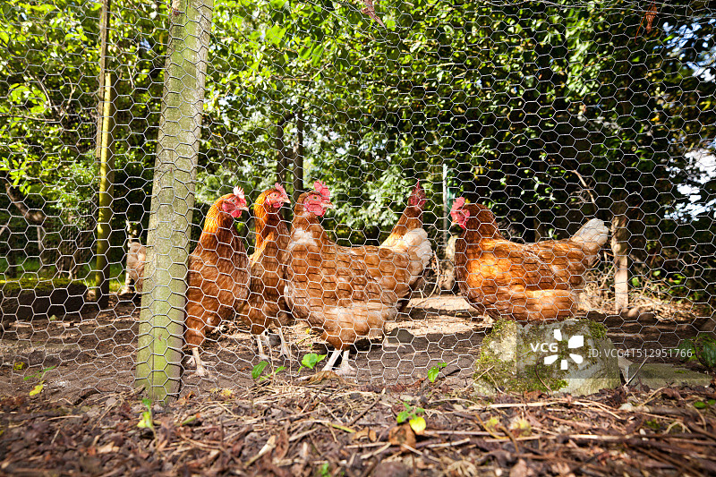 利默里克鸡舍里的母鸡图片素材