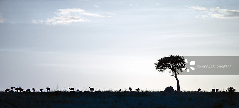马赛马拉的晨曦图片素材
