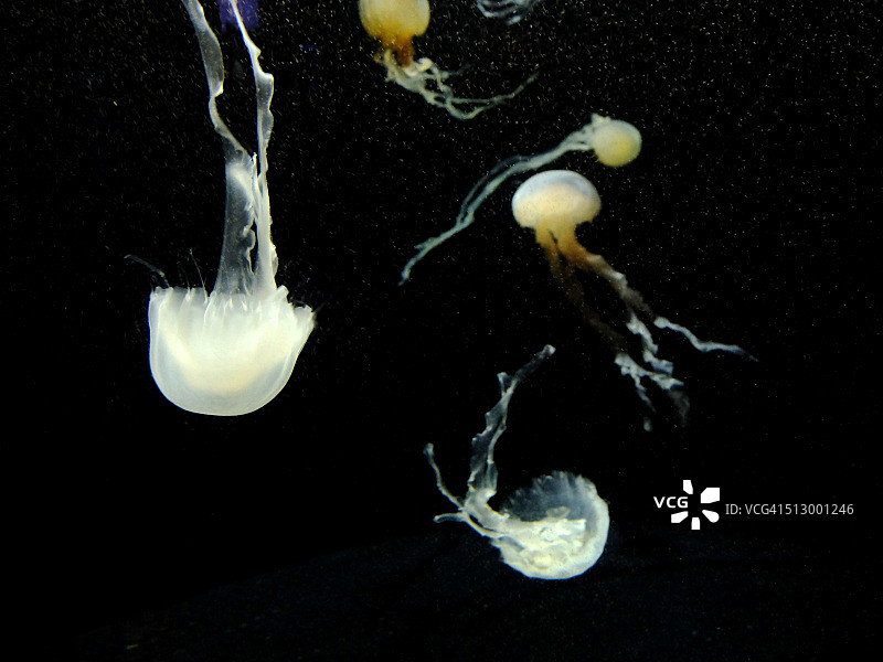 月亮与海荨麻水母图片素材