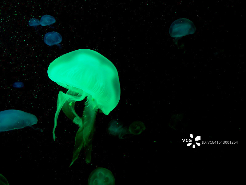 月亮与海荨麻水母图片素材