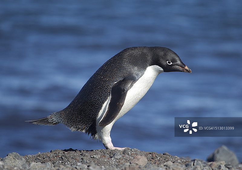 鞠躬的阿德利企鹅图片素材