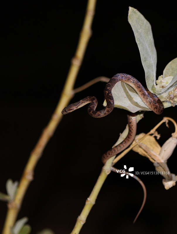 带纹猫眼蛇（Leptodeira annulata）图片素材