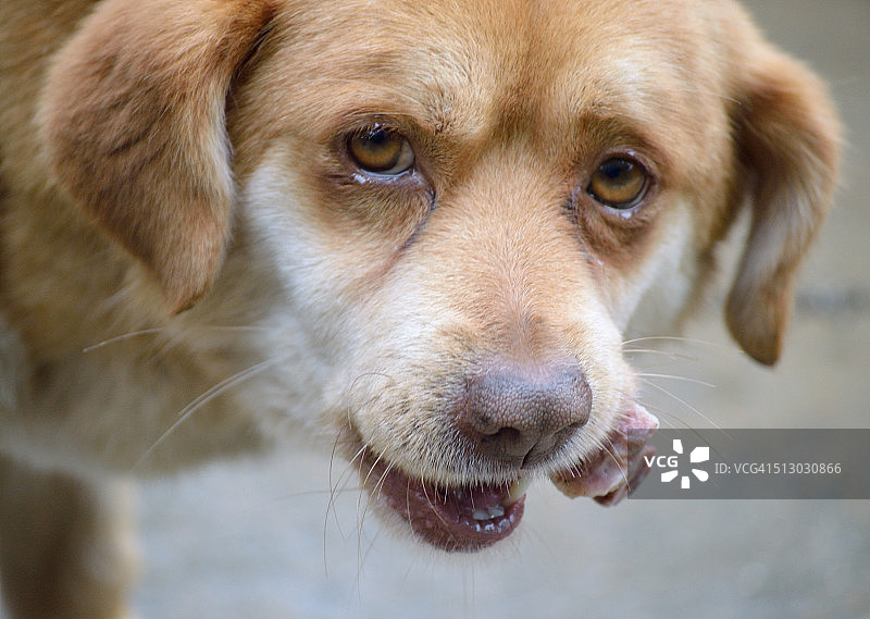 在农场啃骨头图片素材