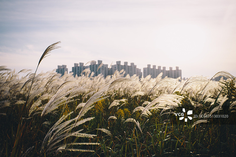 秋天的银色草地图片素材