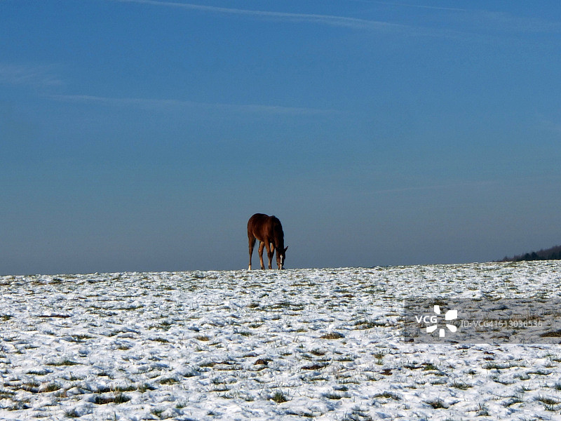 雪地草甸上的单匹马图片素材