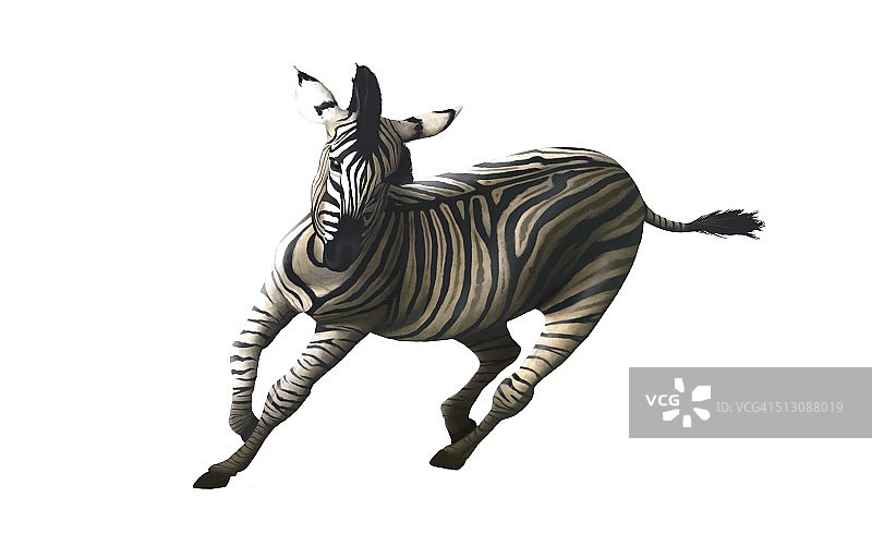 奔腾的斑马，艺术作品图片素材