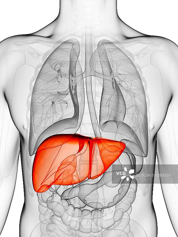 人体肝脏艺术作品图片素材