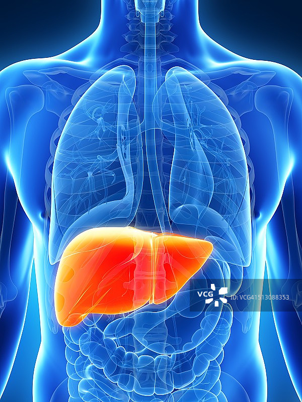 人体肝脏艺术作品图片素材