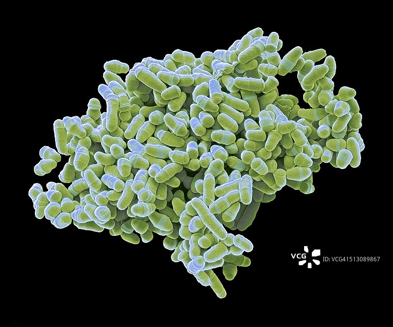 裂殖酵母菌扫描电镜图图片素材