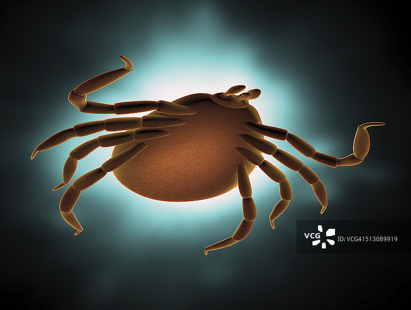 鹿蜱艺术作品图片素材