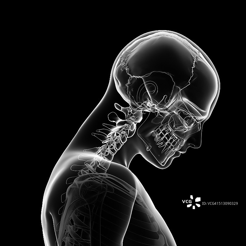 人类头骨和颈部骨骼艺术图图片素材