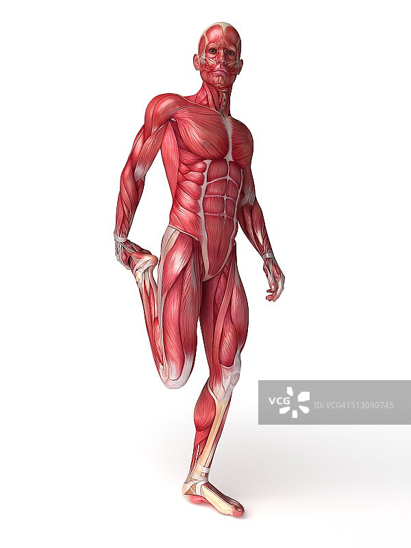 人体肌肉系统艺术作品图片素材