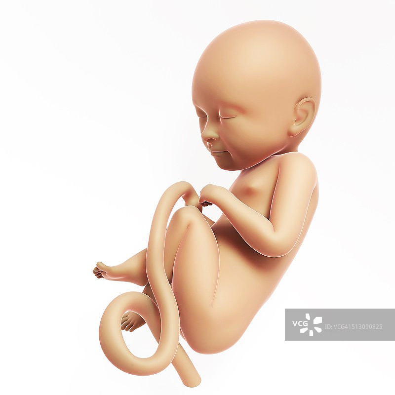 人类胎儿发育医学插图图片素材
