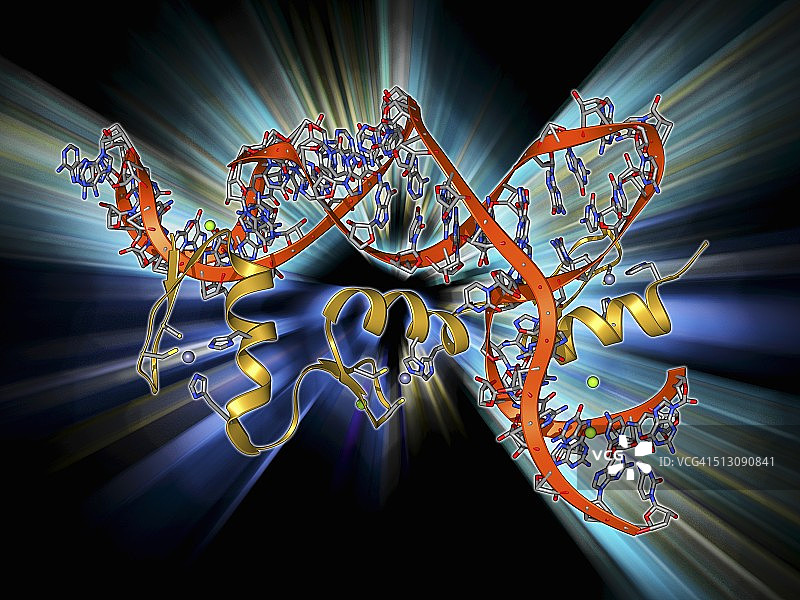 转录因子和核糖体RNA图片素材