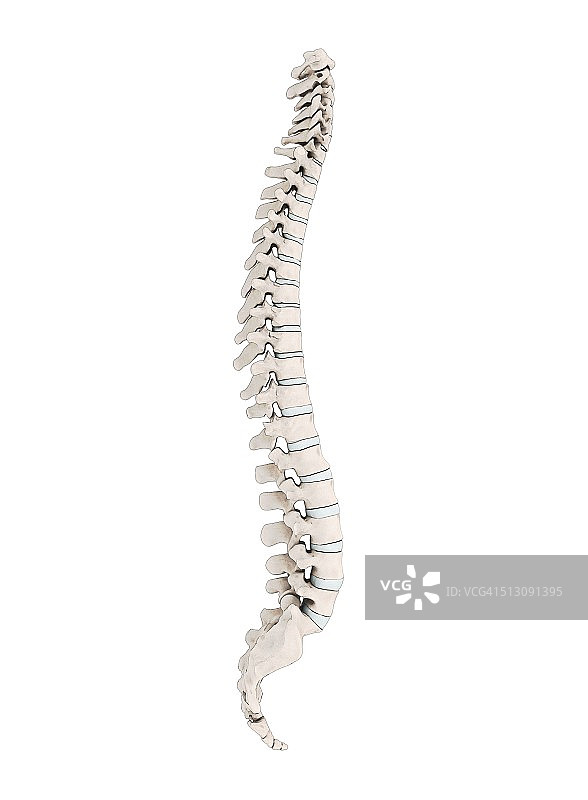 人体脊椎插画图片素材