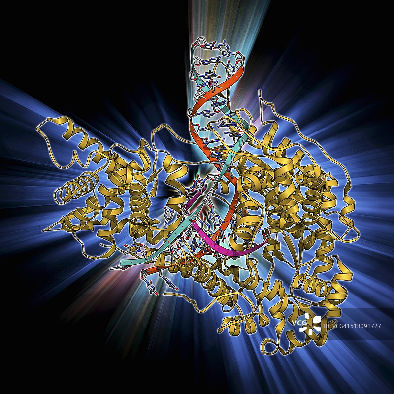 DNA转录分子模型图片素材
