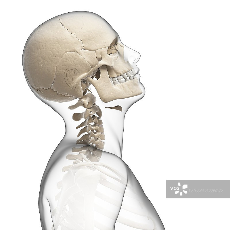 人类头骨和颈部骨骼艺术图图片素材