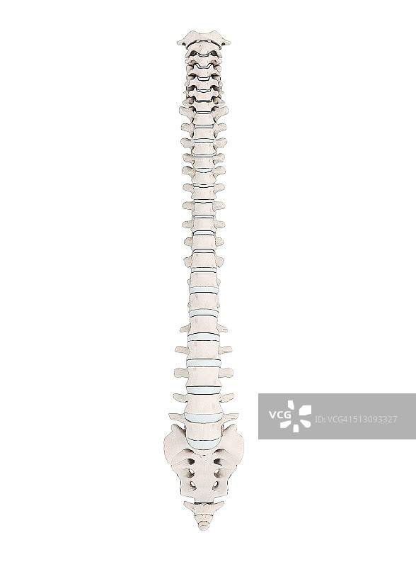 人体脊椎插画图片素材