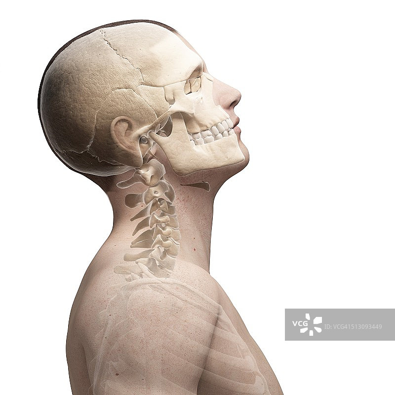 人类头骨和颈部骨骼艺术图图片素材