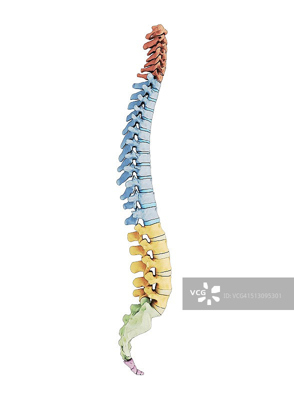 人体脊椎插画图片素材