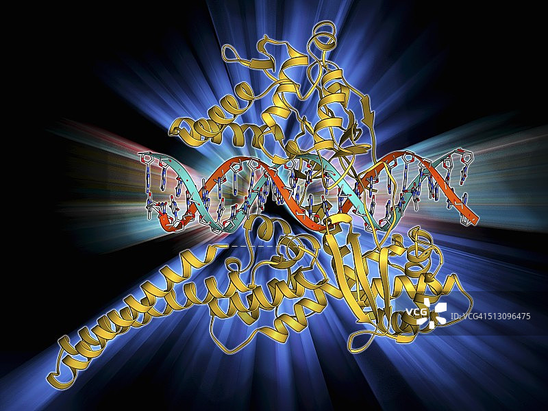I型拓扑异构酶与DNA结合图片素材