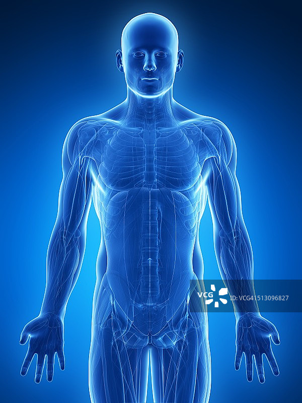 人体解剖学、艺术品图片素材