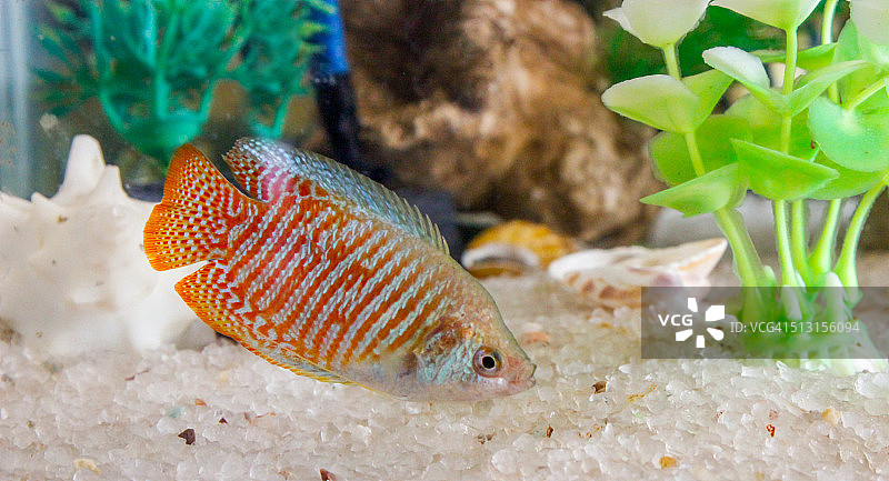 鱼缸水族箱图片素材