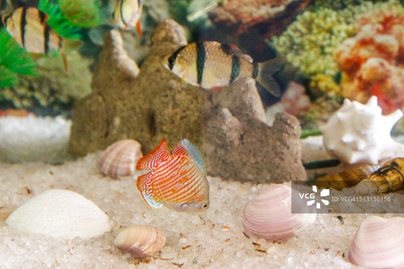 鱼缸水族箱图片素材