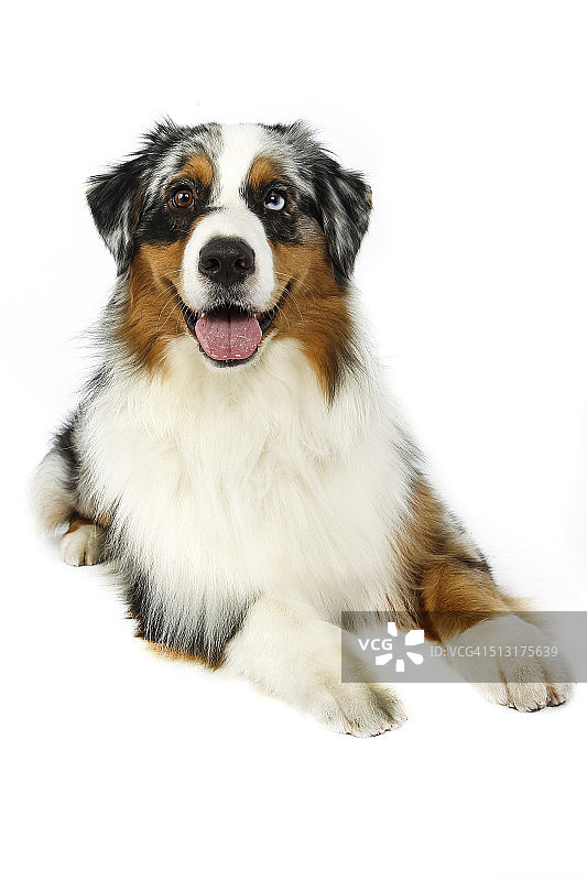 澳大利亚牧羊犬图片素材